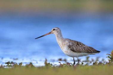 Çubuk kuyruklu bir Godwit, Limosa Lapponica, çayırlarda avlanan ve poz veren balıkçı kuşları.