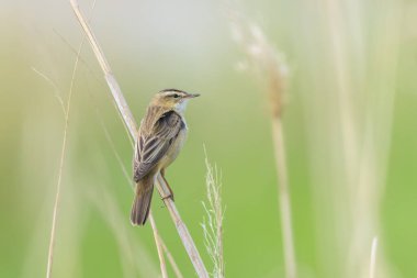 Sedge Warbler kuşuna yakın olan Acrocephalus schoenobaenus üreme mevsiminde bir dişiyi cezbetmek için şarkı söyler.
