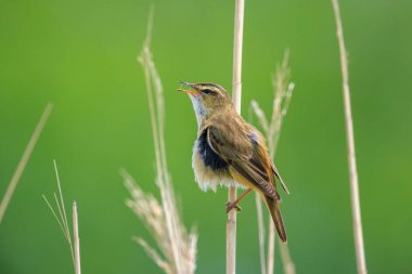 Sedge Warbler kuşuna yakın olan Acrocephalus schoenobaenus üreme mevsiminde bir dişiyi cezbetmek için şarkı söyler.
