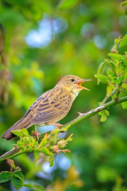 Ortak çekirge kamışçını kuş Locustella naevia bahar sırasında bir ormanda bir ağaç dalı çiftleşme.
