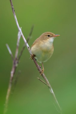 Bataklık bülbülü, Akrocephalus palustris, tarlada öten kuş.