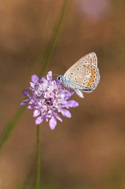 Sabahın erken saatlerinde Ortak Mavi Kelebek, Polyommatus icarus, parlak güneş ışığı altında bir çayırdaki bir çiçekte tozlaşıyor..