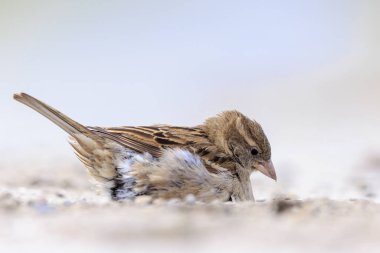 Bir ev serçesine yakın, Passer domesticus, toz veya kum banyosu yapıyor..
