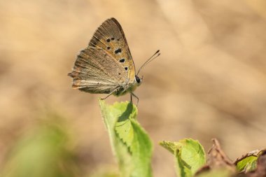 Küçük ya da sıradan bir bakırın, Lycaena phlaeas 'ın, bitki örtüsünün üzerinde dinlenen kelebeğin yakın çekimi
