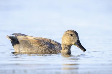 Bir gadwall, Mareca Strepera, erkek ördek, kameraya doğru yüzüyor..