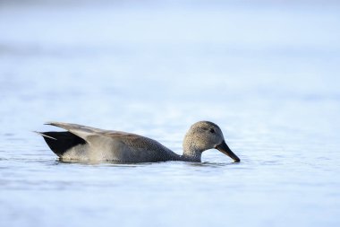 Bir gadwall, Mareca Strepera, erkek ördek, kameraya doğru yüzüyor..