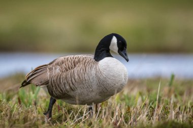 Kanada kazı Branta kanadensis 'e yakın çekim, yeşil bir çayırda yiyecek arıyor.