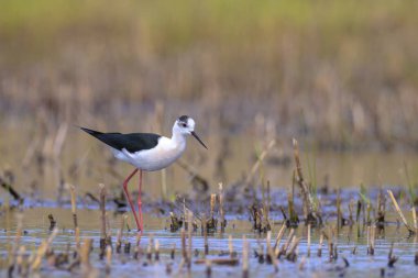Siyah boyunlu çubuk, Himantopus Himantopus, balıkçı kuşları poz verip yiyecek arıyorlar. Bir yuva kurup beslemek.