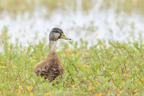 Dişi bir yaban ördeği, Anas platyrhynchos, çimlerin üzerinde gururla durur..