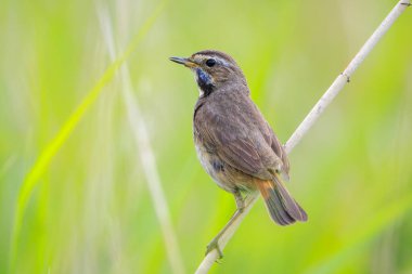 Mavi boğazlı bir kuş olan Luscinia svecica siyanecula İlkbahar mevsiminde şarkı söyler.