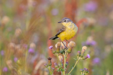 Güneşli bir yaz günü bitkisel hayatta şarkı söyleyen sarı kuyruklu batılı Motacilla kuşunun yakın çekimi.
