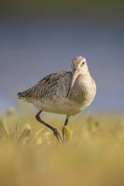 Çubuk kuyruklu bir Godwit, Limosa Lapponica, çayırlarda avlanan ve poz veren balıkçı kuşları.