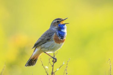 Mavi boğazlı erkek kuş Luscinia svecica siyanecula üreme mevsiminde dişiyi cezbetmek için şarkı söylüyor.