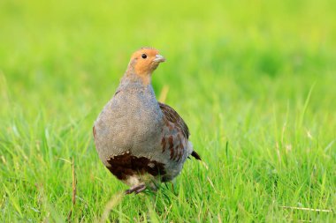 Gri bir kekliğin, Perdix Perdix perdix 'in, yeşil bir çayırda arama ve koşma.