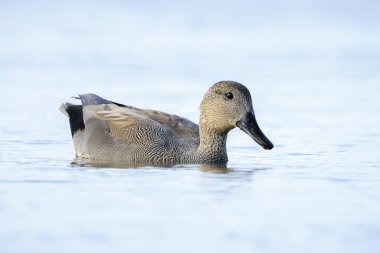 Bir gadwall, Mareca Strepera, erkek ördek, kameraya doğru yüzüyor..