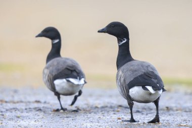 Kara göbekli Brent Goose, Branta Bernicla, çayırda yiyecek arıyor. Düşük bakış açısı.