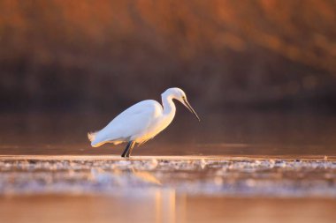 Küçük Egret 'in yakın çekimi, Egretta Garzetta, gün batımında balık tutmak, alçak görüş.