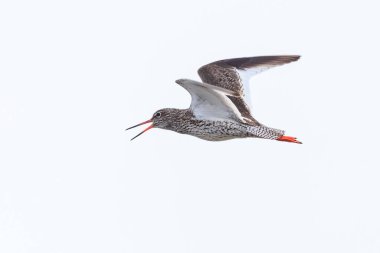 Güzel Redshank tringa totanus kuşu uçuyor