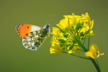 Anthocharis kakule, turuncu uçlu kelebek erkek sarı kolza tohumu çiçekleriyle nektarı güneş ışığında besliyor.