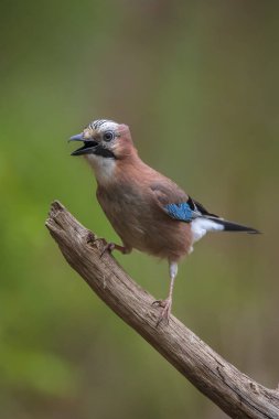 Avrasyalı bir Jay Garrulus Glandarius 'un ormanda yiyecek arayan böceklere yakın çekimi..