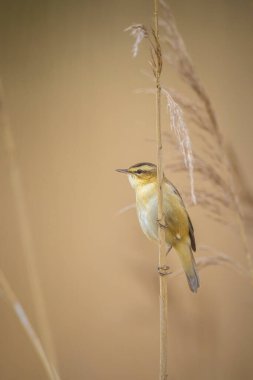 Sedge Warbler kuşuna yakın olan Acrocephalus schoenobaenus üreme mevsiminde bir dişiyi cezbetmek için şarkı söyler.
