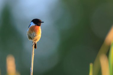 Stonechat, Saxicola rubicola, sabah güneşinde şarkı söyleyen erkek kuş.