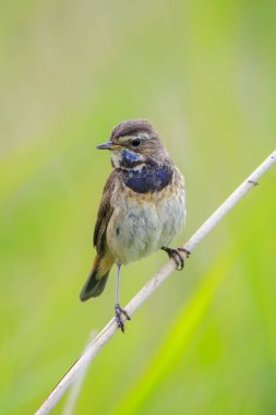 Mavi boğazlı bir kuş olan Luscinia svecica siyanecula İlkbahar mevsiminde şarkı söyler.