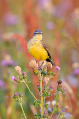 Güneşli bir yaz günü bitkisel hayatta şarkı söyleyen sarı kuyruklu batılı Motacilla kuşunun yakın çekimi.