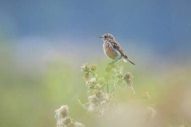 Stonechat, Saxicola rubicola, Juvenile kuşunun sabah güneşi altında şakıması.