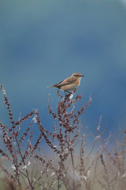Stonechat, Saxicola rubicola, Juvenile kuşunun sabah güneşi altında şakıması.