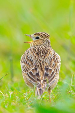 Avrasya tarla kuşu, Alauda arvensis, parlak güneş ışığında yürüyen bir çayırda.