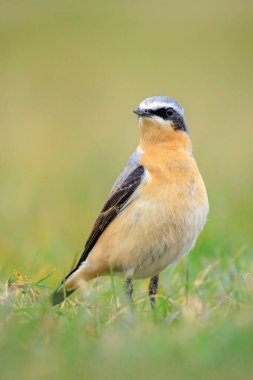 Kuzeyli bir erkek kuş olan Oenanthe Oenanthe Oenanthe 'ye yakın plan.