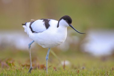 Pied Avocet, Recurvirostra avosetta 'nın yakın plan görüntüsü.
