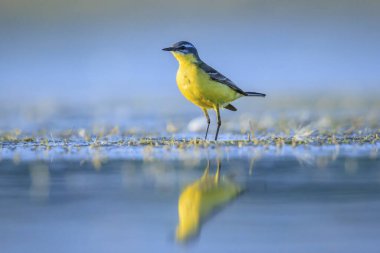 Bahar mevsiminde güneşli bir günde, erkek bir batı sarı kuyruklu Motacilla flava 'nın kapanışı..