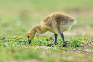 Kanada kazı Branta kanadensis, civciv ya da pullus yeşil bir çayırda avlanıyor.