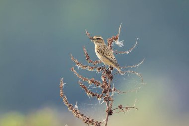 Bir Whinchat kuşunun yakın çekimi, Saxicola rubetra, bitkisel hayatta yiyecek arıyor.