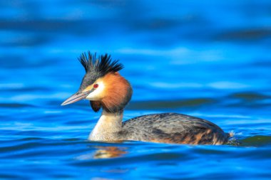 Büyük bir ibikli yunusun portresi, Podiceps kristali bir gölün su yüzeyinde yüzüyor..