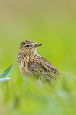 Avrasya tarla kuşu, Alauda arvensis, parlak güneş ışığında yürüyen bir çayırda.