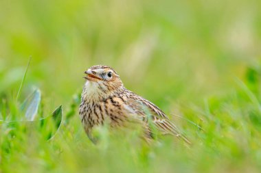 Avrasya tarla kuşu, Alauda arvensis, parlak güneş ışığında yürüyen bir çayırda.