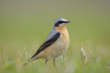 Kuzeyli bir erkek kuş olan Oenanthe Oenanthe Oenanthe 'ye yakın plan.