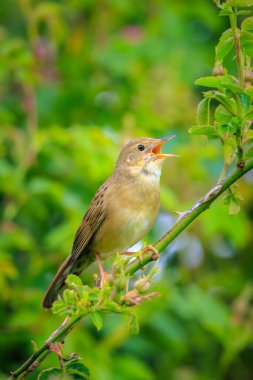 Ortak çekirge kamışçını kuş Locustella naevia bahar sırasında bir ormanda bir ağaç dalı çiftleşme.