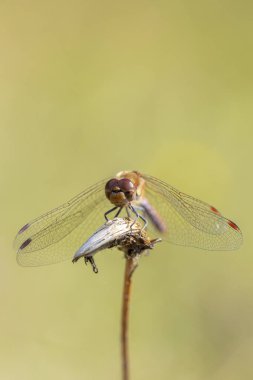 Sıradan bir Darter, Sympetrum striolatum, kanatları açık bir erkek kanatlarını kurutuyor, sıcak güneş ışığında..