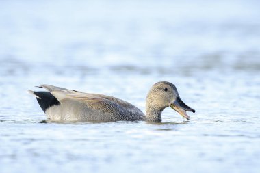 Bir gadwall, Mareca Strepera, erkek ördek, kameraya doğru yüzüyor..