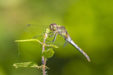 Sıradan bir Darter, Sympetrum striolatum, kanatları açık bir erkek kanatlarını kurutuyor, sıcak güneş ışığında.