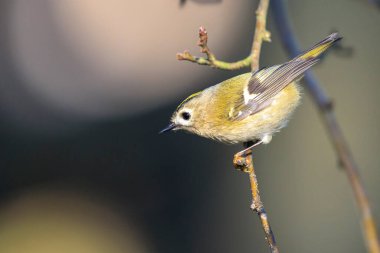 Goldcrest kuşunun yakından, Regulus regulus, ağaçların dallarını ve çalıları eşeliyor.