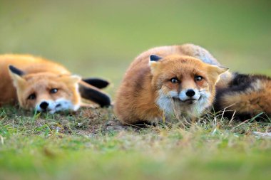 Vahşi kızıl tilkiler, vulpes vulpes vulpes, ormanda oynayıp çöpleri karıştırıyorlar.