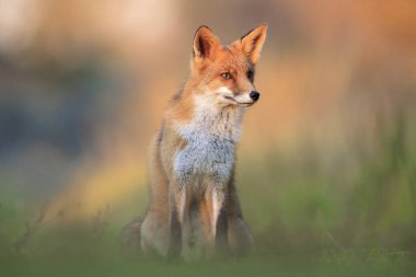 Vahşi kızıl tilki, Vulpes vulpes, çayırda yiyecek ve yiyecek ararlar..