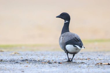 Kara göbekli Brent Goose, Branta Bernicla, çayırda yiyecek arıyor. Düşük bakış açısı.