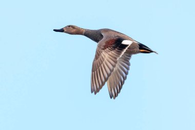 Bir gadwall, Mareca Strepera, dişi ördek, mavi gökyüzüne karşı uçuyor.
