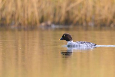 Göl yüzeyinde yüzen sıradan bir altın gözlü Bucephala 'nın portresi..